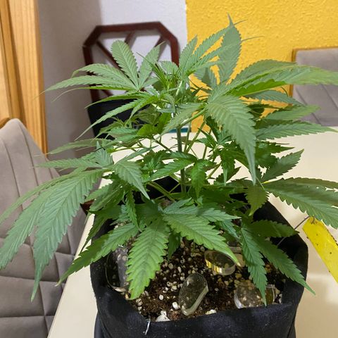 Roxinha  growlog timeline photo