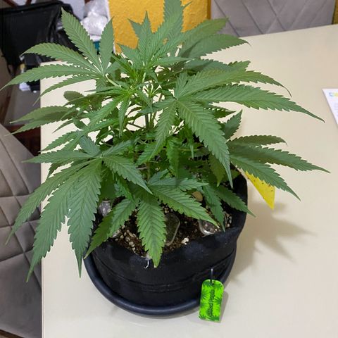Roxinha  growlog timeline photo