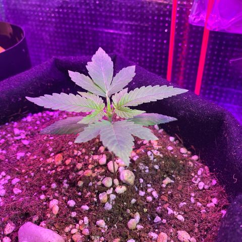 Orange Sherbert growlog timeline photo