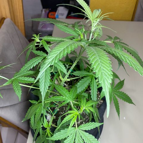 Roxinha  growlog timeline photo