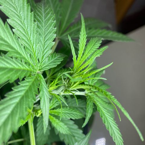 Roxinha  growlog timeline photo