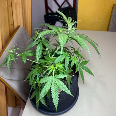 Roxinha  growlog timeline photo