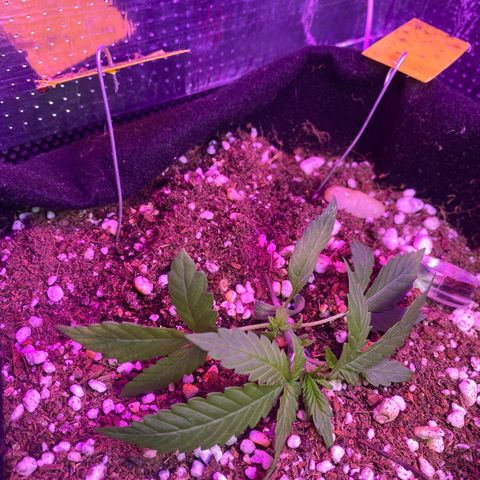 Orange Sherbert growlog timeline photo