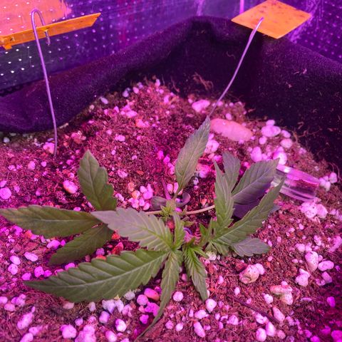 Orange Sherbert growlog timeline photo