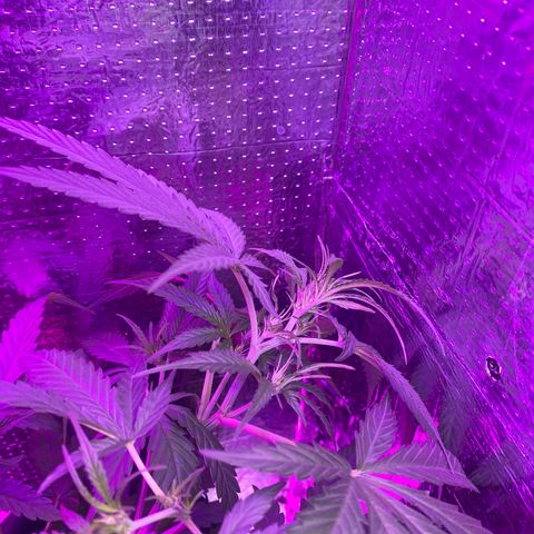 Roxinha  growlog timeline photo