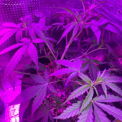 Roxinha  growlog timeline photo