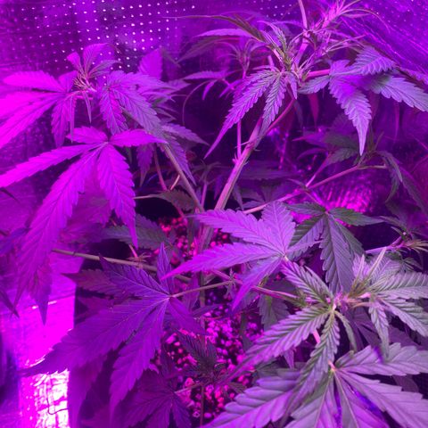 Roxinha  growlog timeline photo