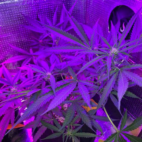 Roxinha  growlog timeline photo