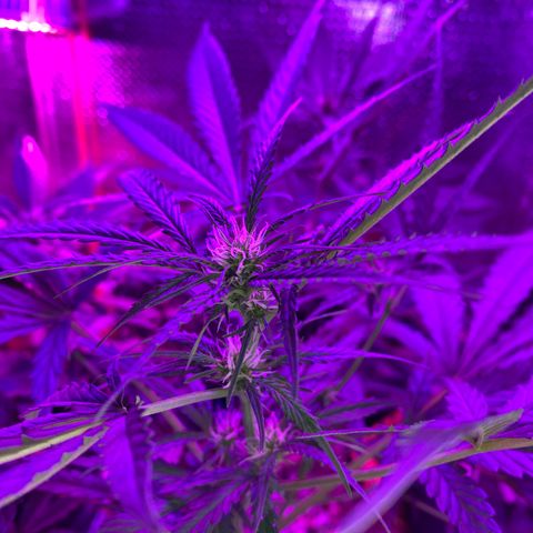 Roxinha  growlog timeline photo