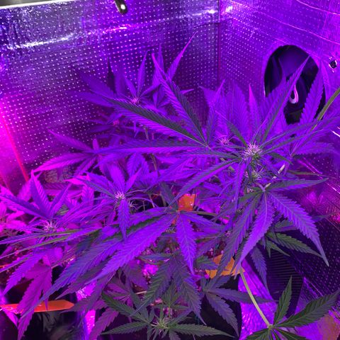 Roxinha  growlog timeline photo