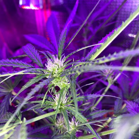 Roxinha  growlog timeline photo
