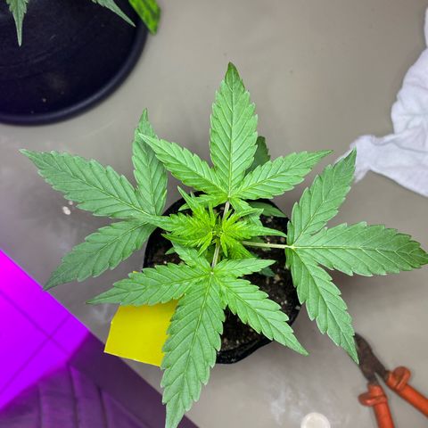 Mimosa Cake Auto growlog timeline photo