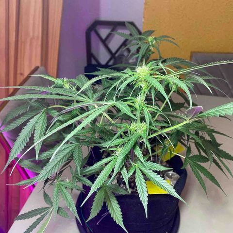 Roxinha  growlog timeline photo