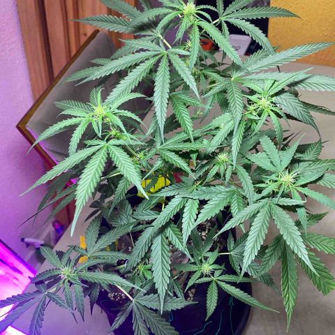 Roxinha  growlog timeline photo