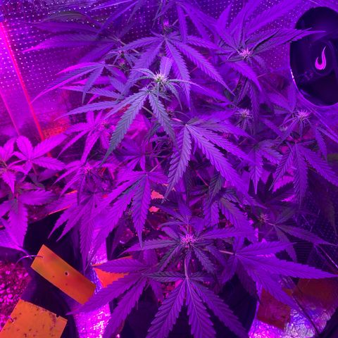 Roxinha  growlog timeline photo