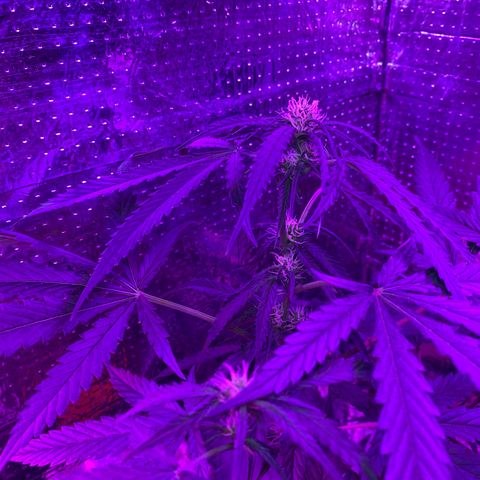 Roxinha  growlog timeline photo