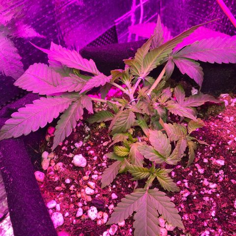 Orange Sherbert growlog timeline photo