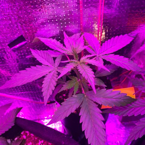 Mimosa Cake Auto growlog timeline photo