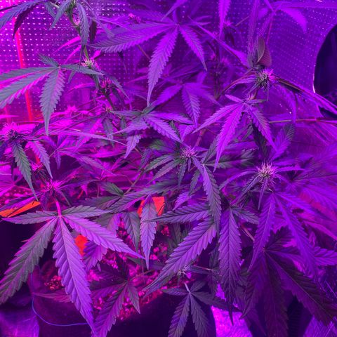 Roxinha  growlog timeline photo