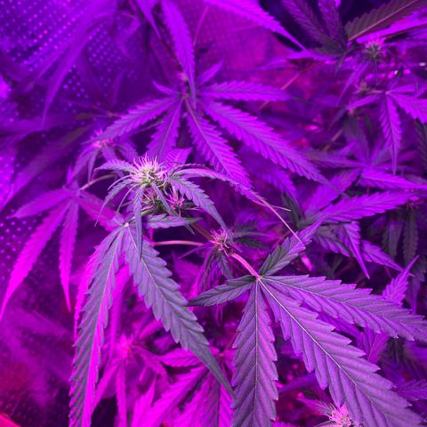 Roxinha  growlog timeline photo