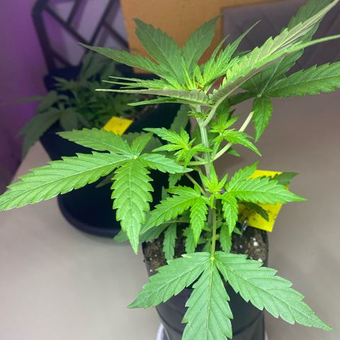 Mimosa Cake Auto growlog timeline photo