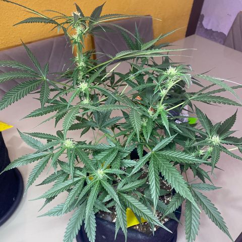 Roxinha  growlog timeline photo