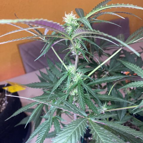 Roxinha  growlog timeline photo