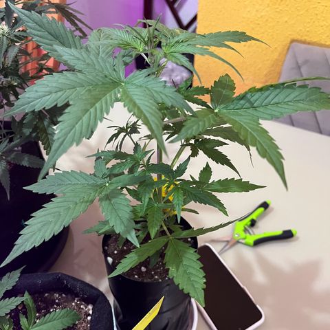 Mimosa Cake Auto growlog timeline photo