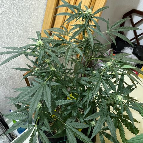 Roxinha  growlog timeline photo