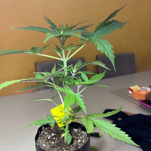 Mimosa Cake Auto growlog timeline photo