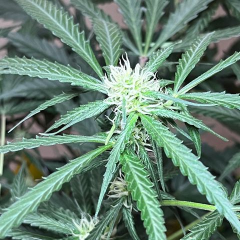 Roxinha  growlog timeline photo