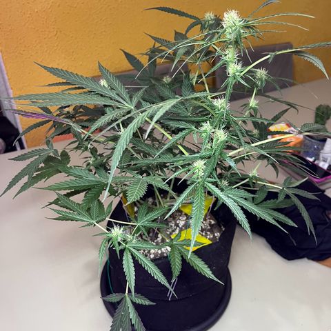 Roxinha  growlog timeline photo