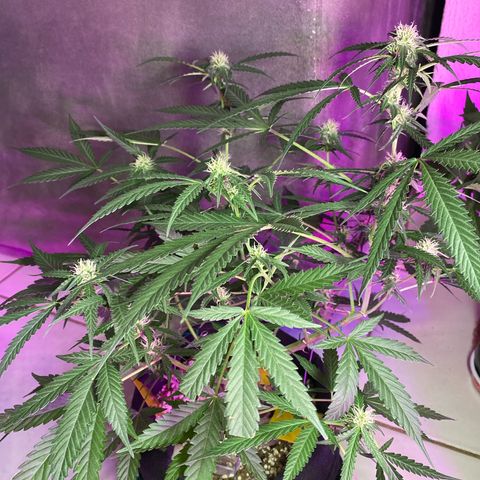 Roxinha  growlog timeline photo