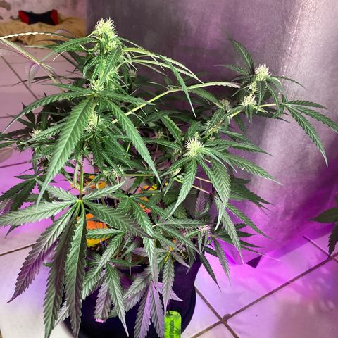 Roxinha  growlog timeline photo