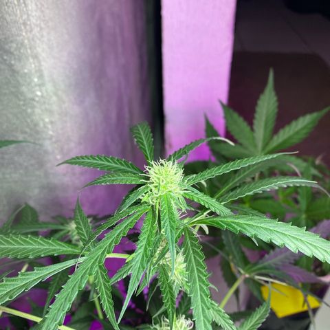 Roxinha  growlog timeline photo