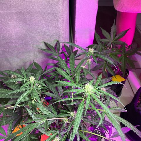 Roxinha  growlog timeline photo