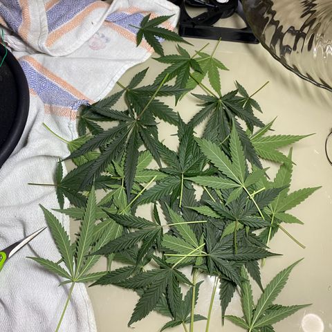Roxinha  growlog timeline photo