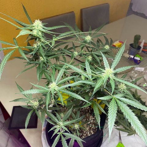 Roxinha  growlog timeline photo