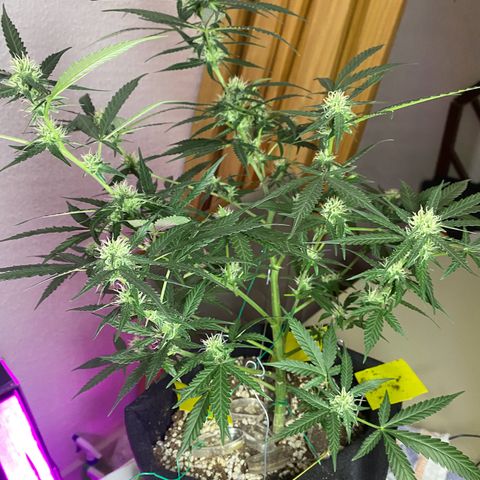 Roxinha  growlog timeline photo