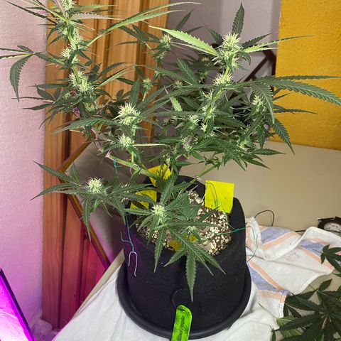 Roxinha  growlog timeline photo