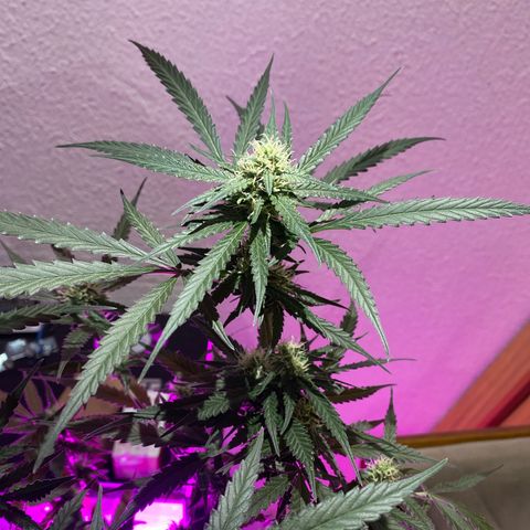 Roxinha  growlog timeline photo