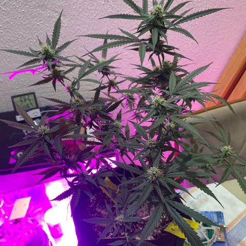 Roxinha  growlog timeline photo