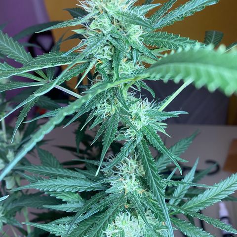 Roxinha  growlog timeline photo