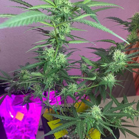 Roxinha  growlog timeline photo