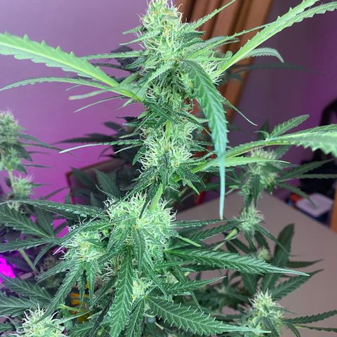Roxinha  growlog timeline photo