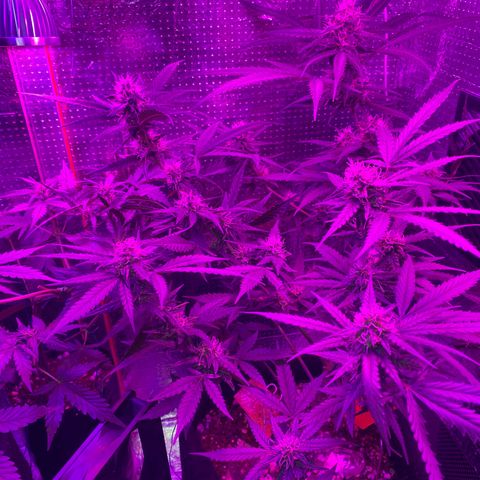Roxinha  growlog timeline photo