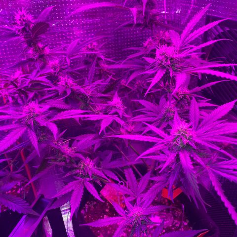 Roxinha  growlog timeline photo