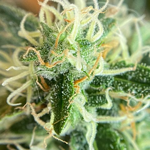 Roxinha  growlog timeline photo
