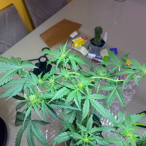 Mimosa Cake Auto growlog timeline photo