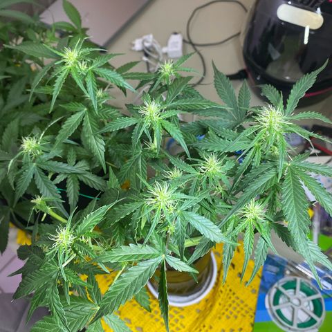 Mimosa Cake Auto growlog timeline photo